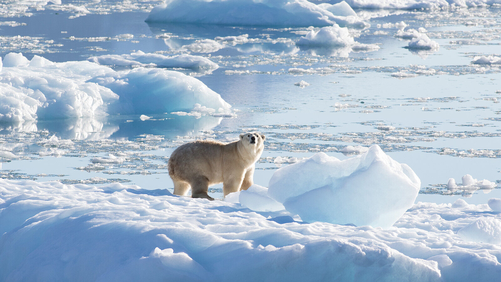 Newly documented polar bear population lives in a surprising place